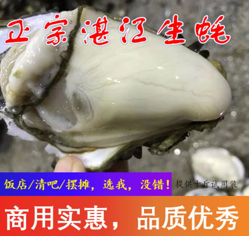 精品肥蚝湛江蚝乳山蚝（5个/斤）三倍体场地直发货源稳定