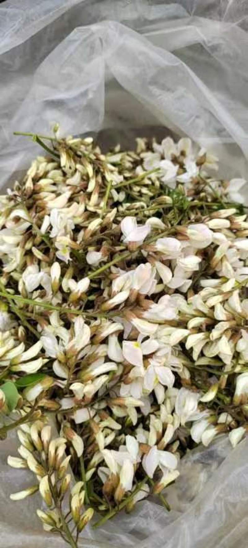 槐花