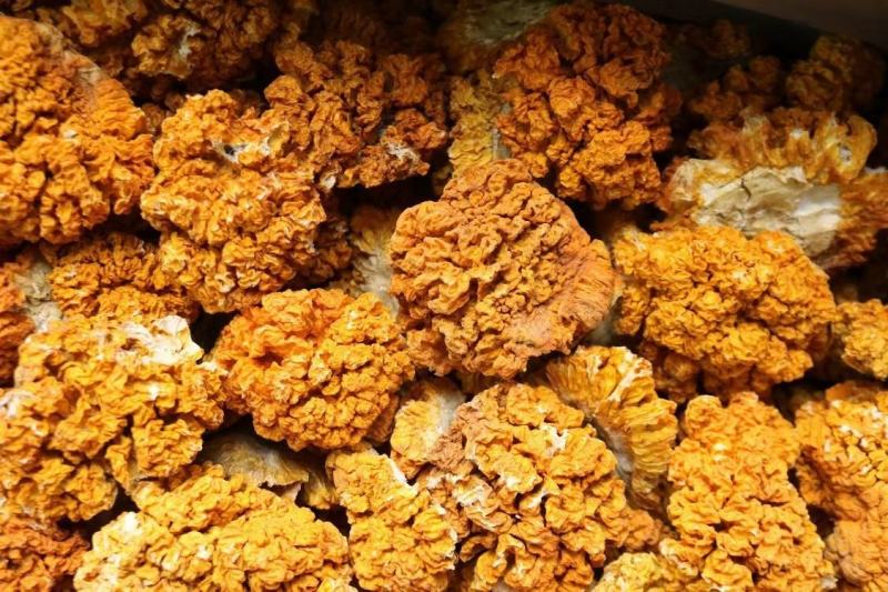 一德路特大号金耳精品货颜色鲜艳漂亮一件代发批发货源