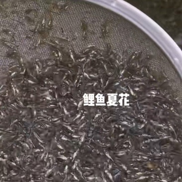 鲤鱼夏花郑州豫海鱼苗基地供应鲤鱼苗白鲢苗