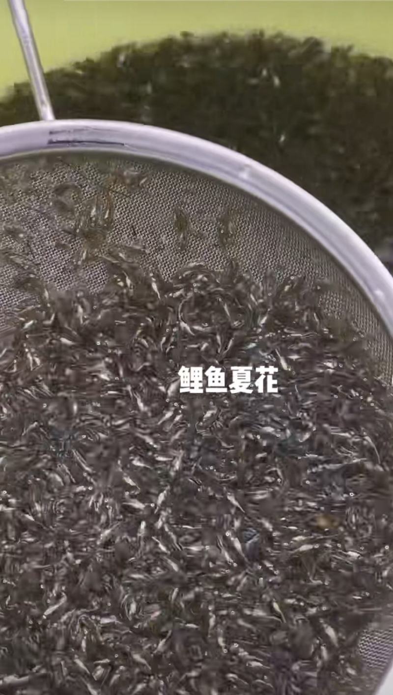 鲤鱼夏花郑州豫海鱼苗基地供应鲤鱼苗白鲢苗