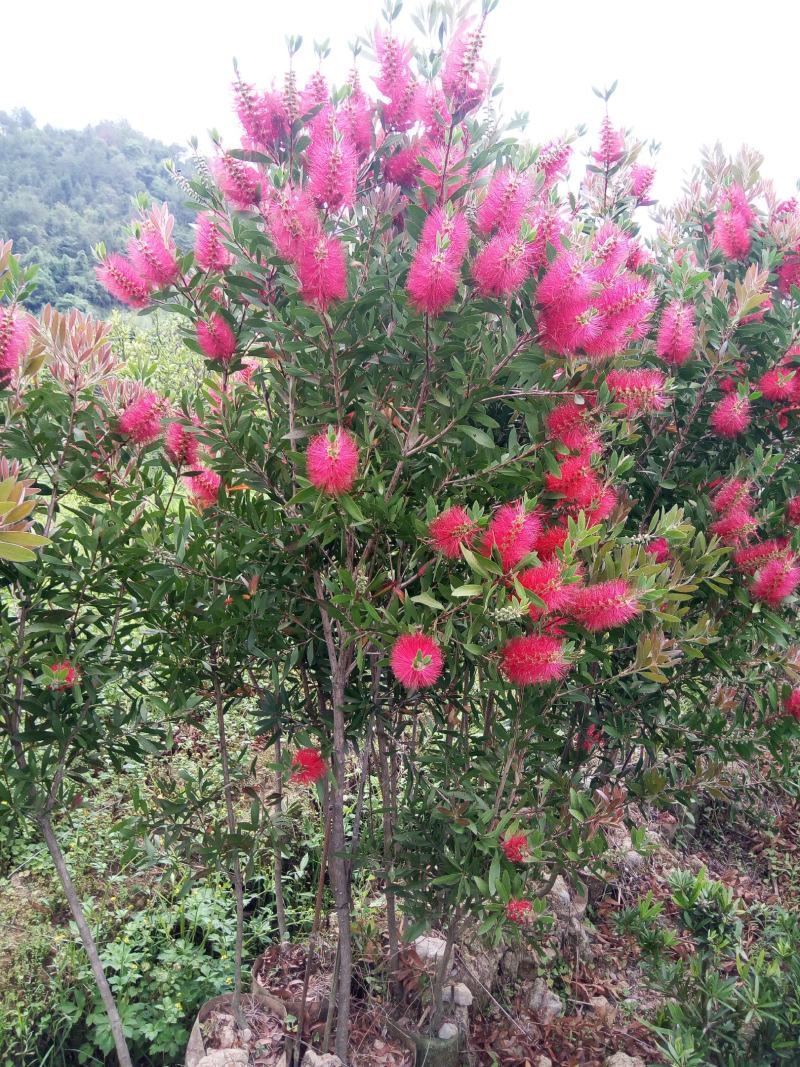 四季多花红千层1.5-2米米高无纺布袋种植大苗