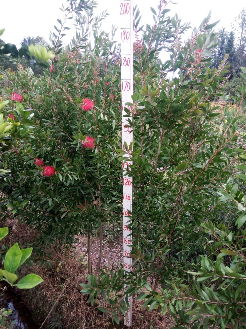 四季多花红千层1.5-2米米高无纺布袋种植大苗