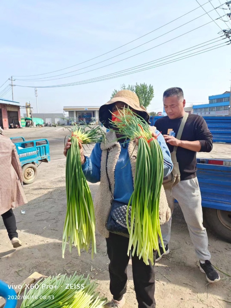 山东大蒜之乡红帽蒜薹产地直发量大从优万亩良田