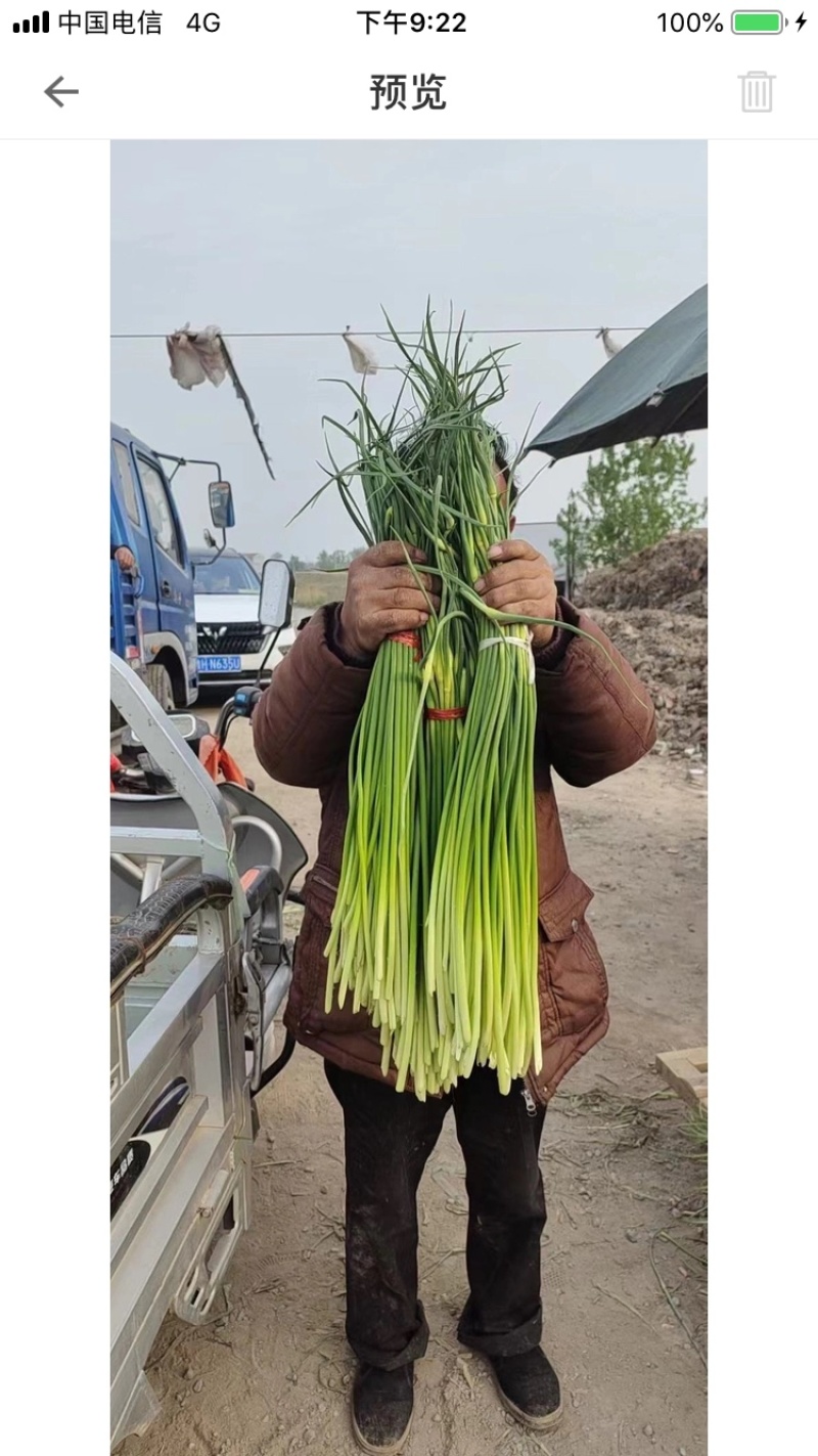 山东大蒜之乡红帽蒜薹产地直发量大从优万亩良田