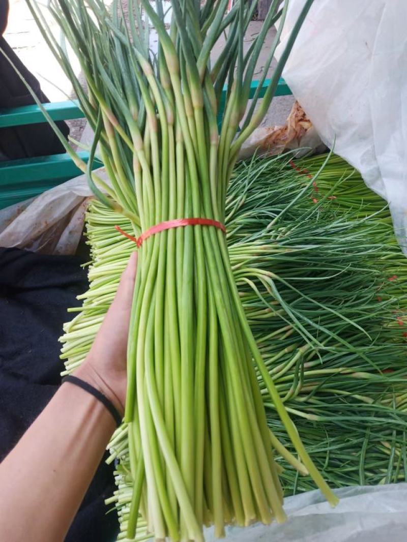山东蒜苔，精品红帽蒜薹，可加冰走车，对接各大电商平台商超