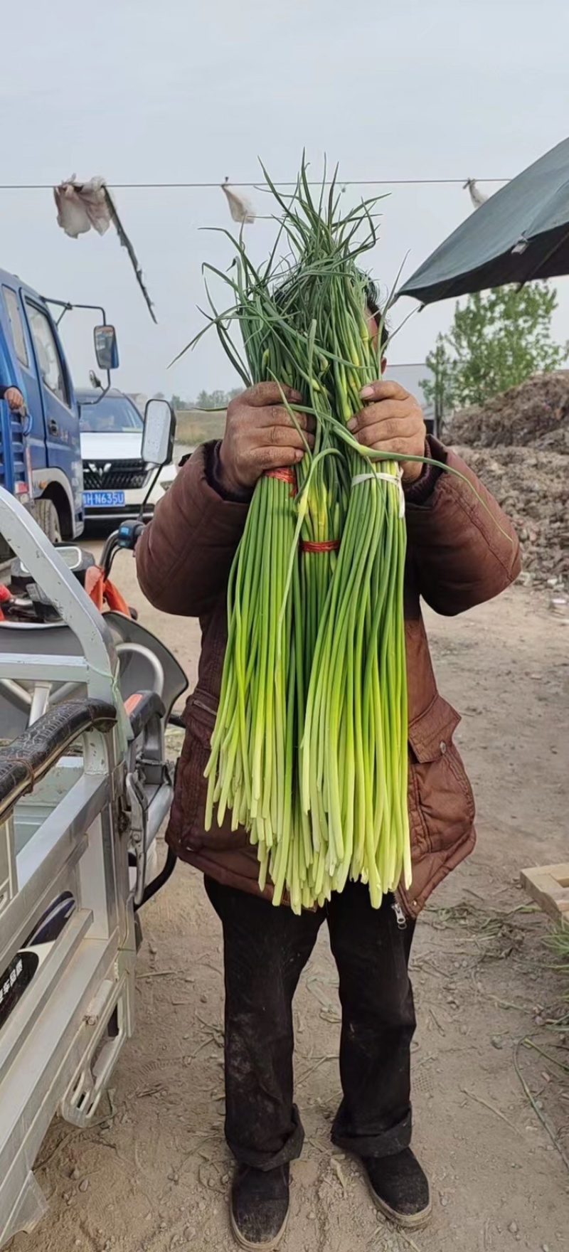 鲜蒜苔现摘新蒜苔蒜薹批发鲜蒜苔产地直发高品质好蒜薹