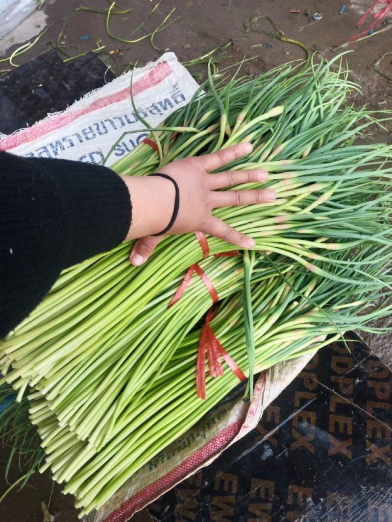 山东精品蒜薹产地，新鲜红帽蒜苔大量上市，有大型冷库可存放