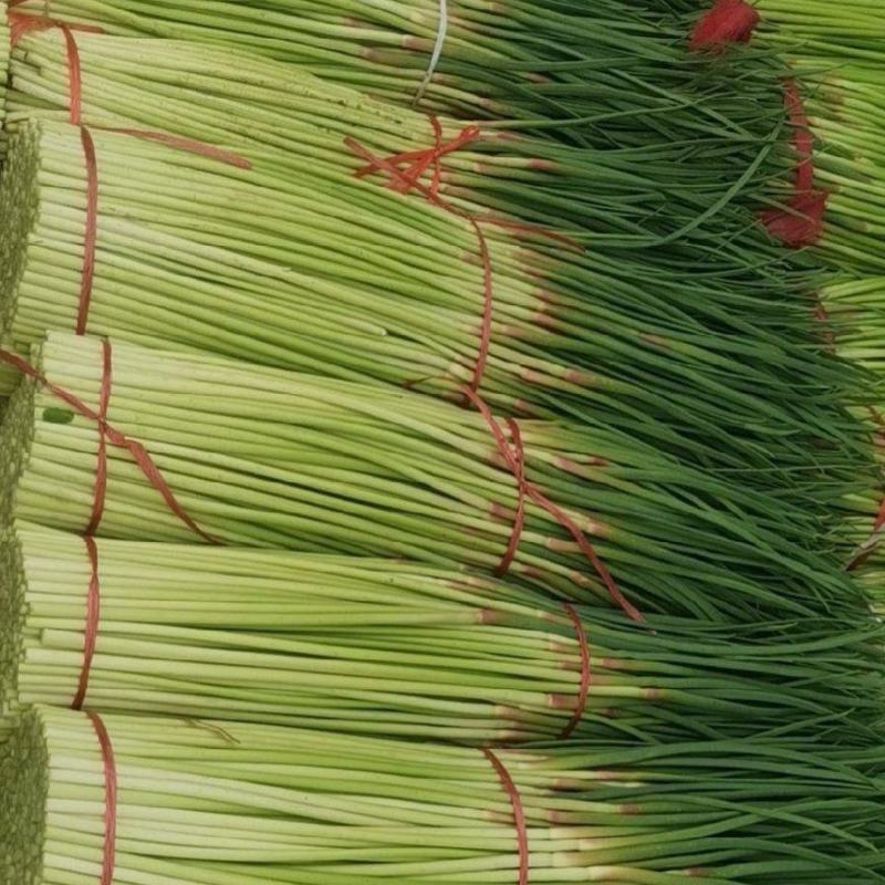 山东精品蒜薹产地，新鲜红帽蒜苔大量上市，有大型冷库可存放