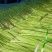 山东精品蒜薹产地，新鲜红帽蒜苔大量上市，有大型冷库可存放