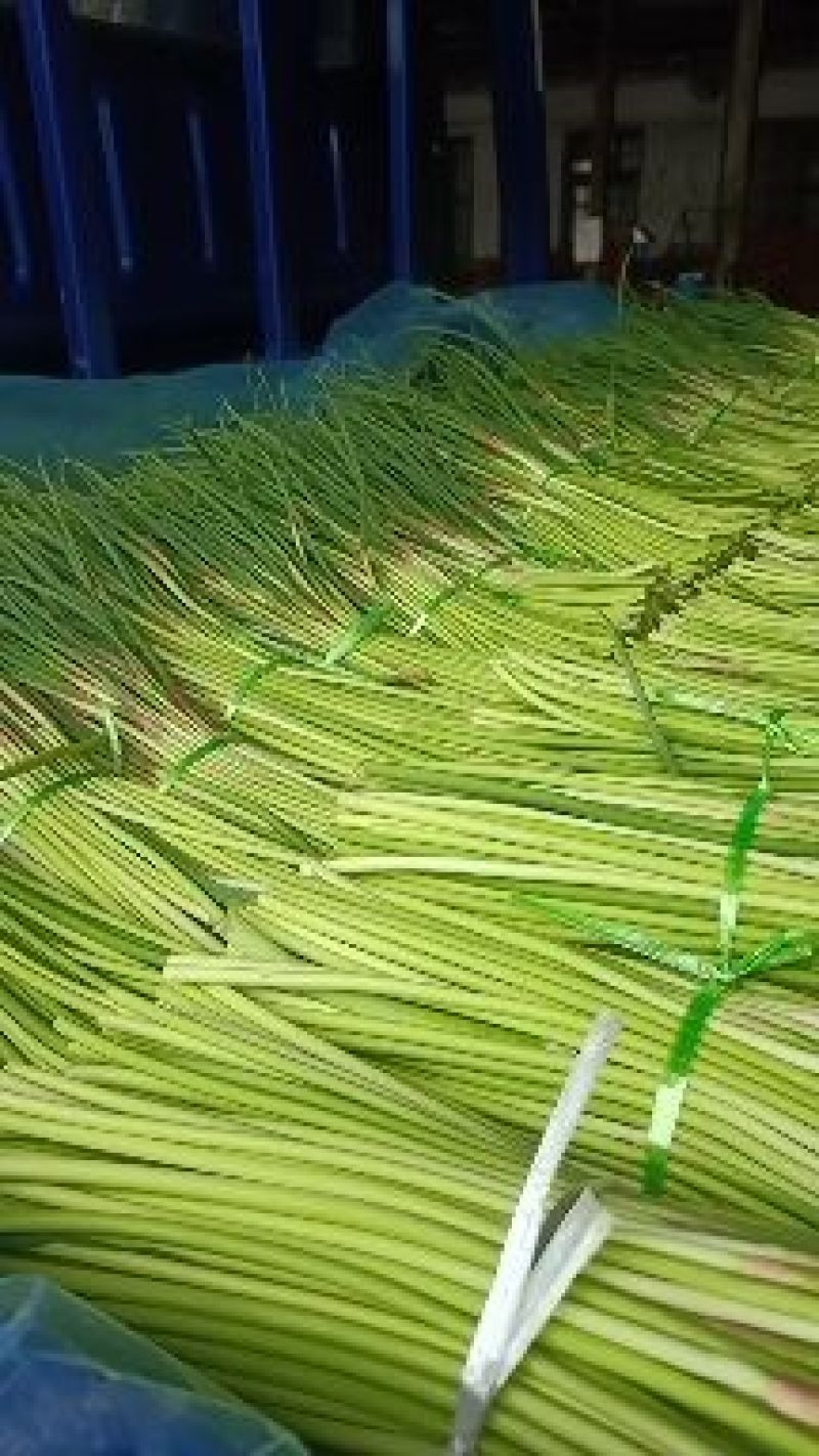 山东精品蒜薹产地，新鲜红帽蒜苔大量上市，有大型冷库可存放