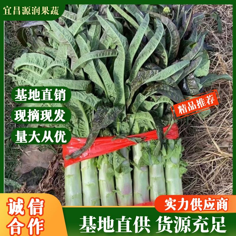 《优选热卖》精品红叶莴笋、产地直销品质保证、量大从优、