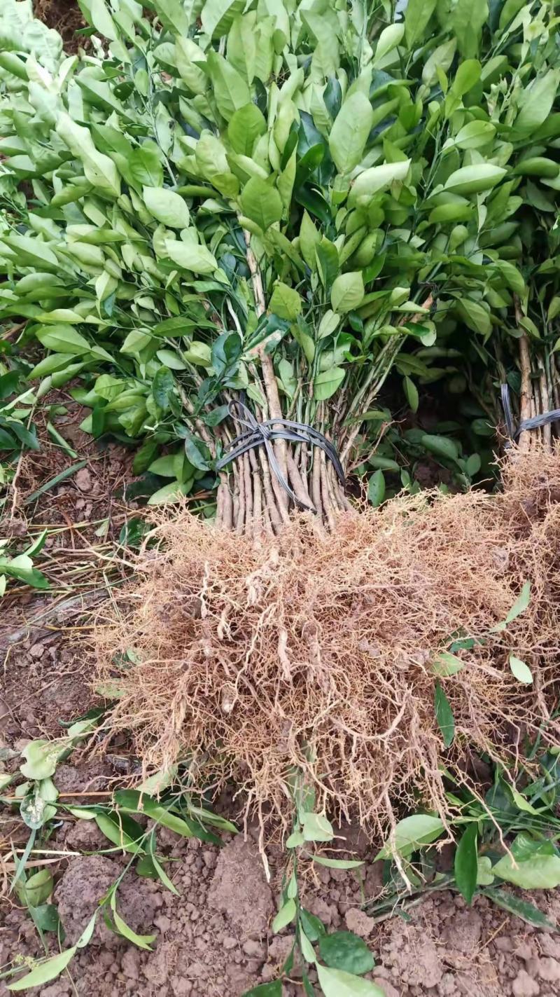 柚子树苗柚子小苗，广西桂林产地直销包邮