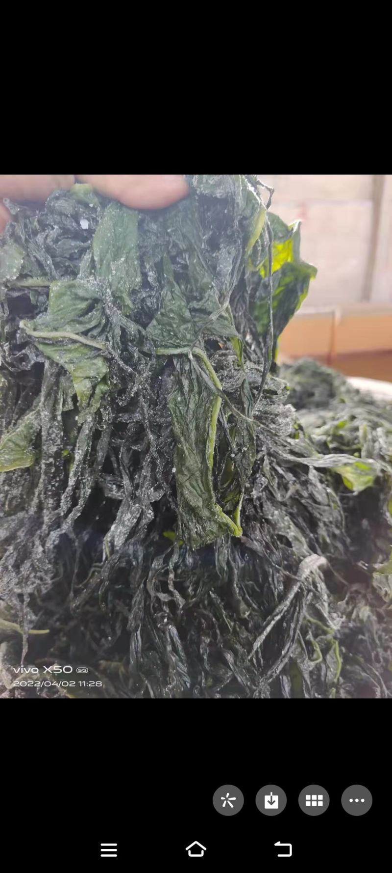 裙带梗唇片梗片酱菜厂原谅二级梗原料大连食品厂餐饮食材