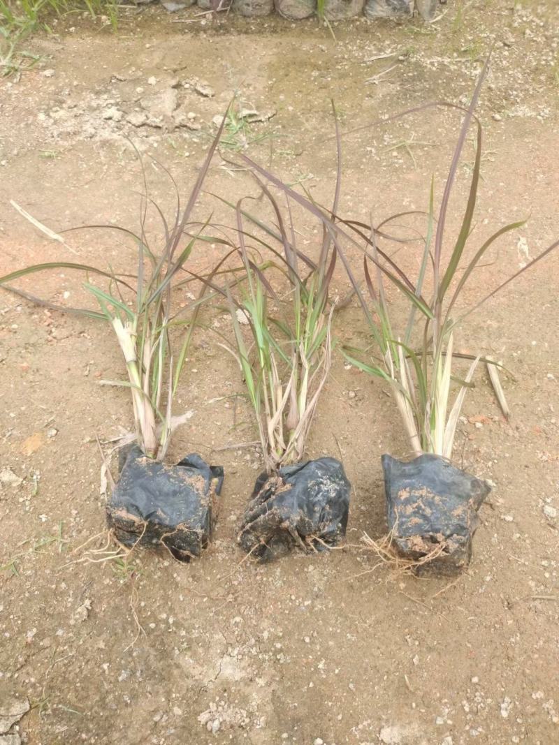 紫叶狼尾草福建漳州狼尾草各种规格供应