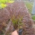 紫叶狼尾草福建漳州狼尾草各种规格供应