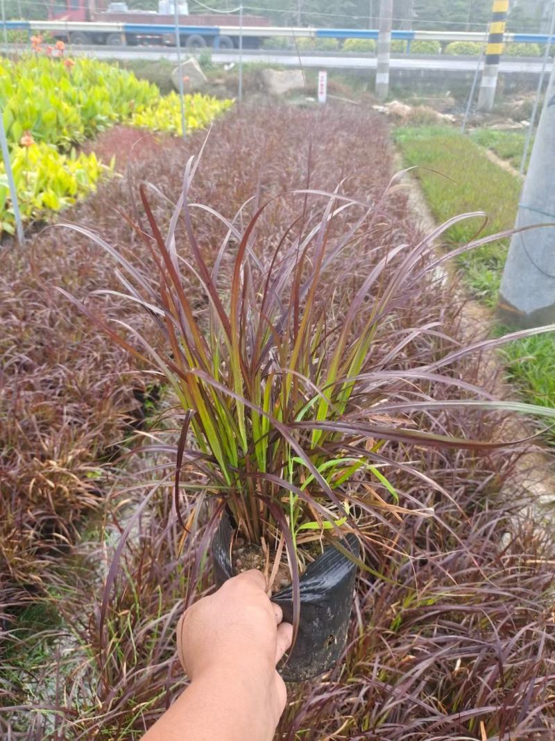 紫叶狼尾草福建漳州狼尾草各种规格供应