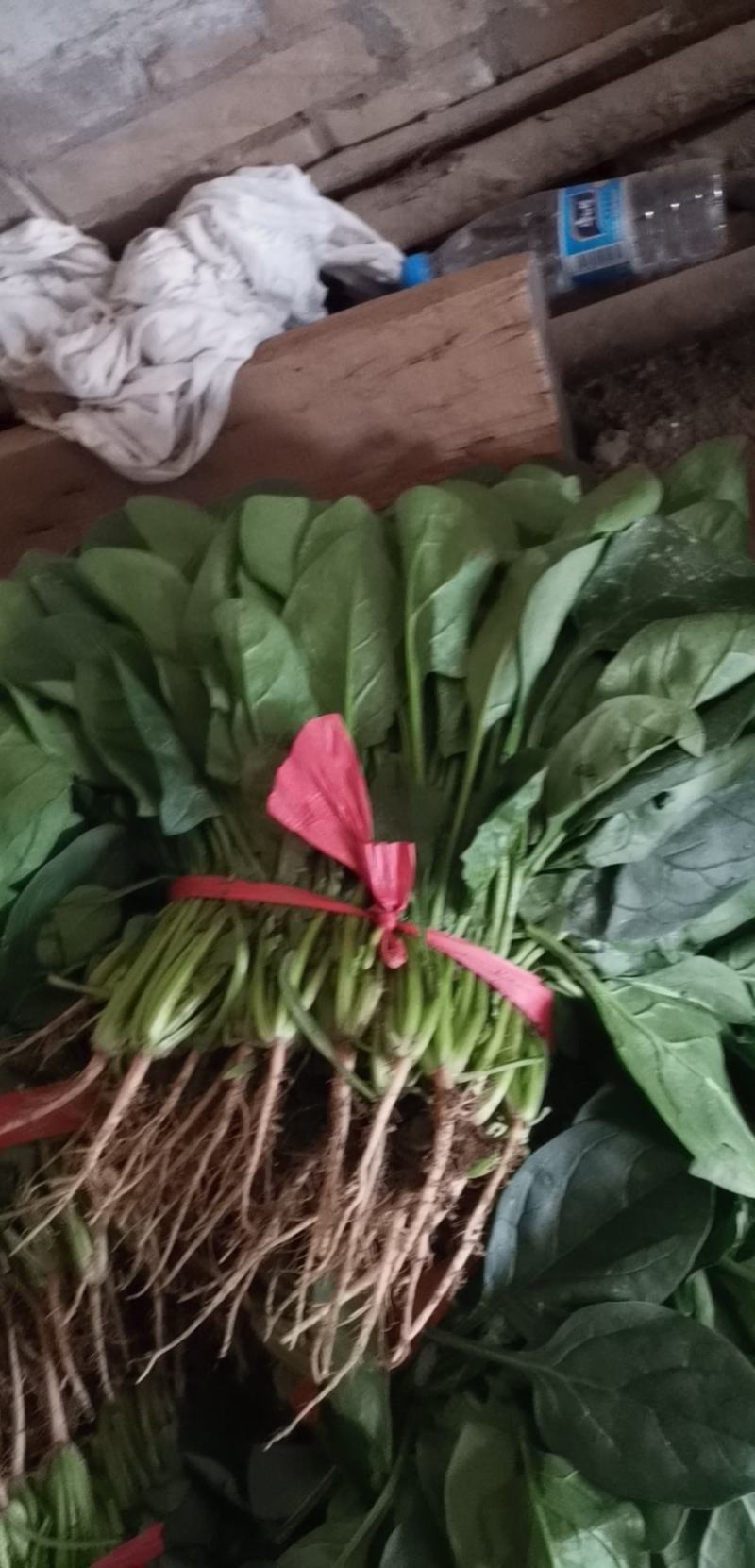 菠菜