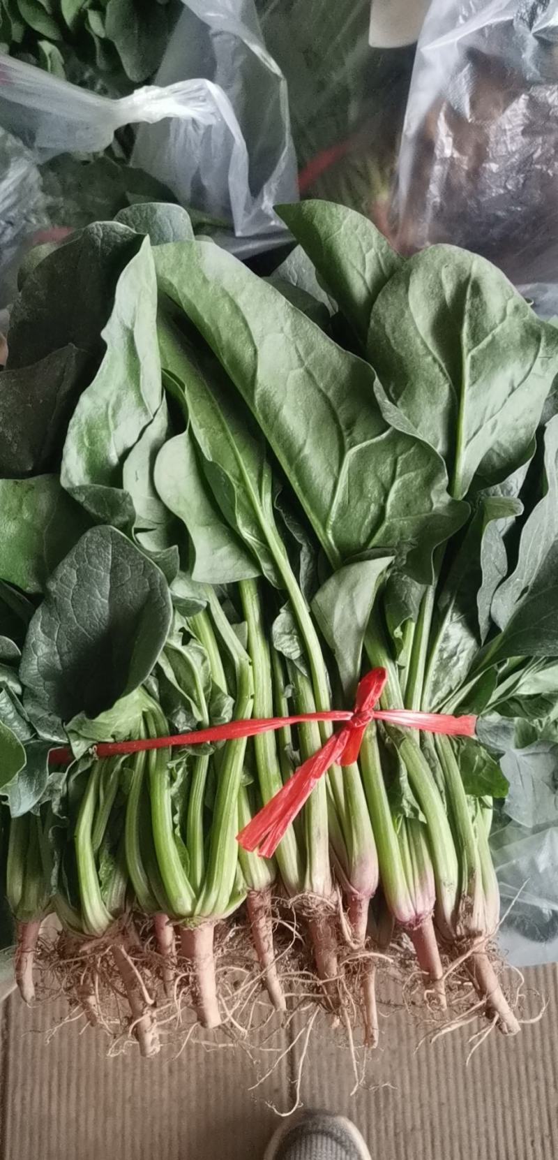 菠菜