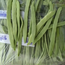 山东精品芸豆，货源充足稳定，量大从优，常年供货