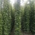 出售油麻藤50公分-3米高带杯带士装车油麻藤基地