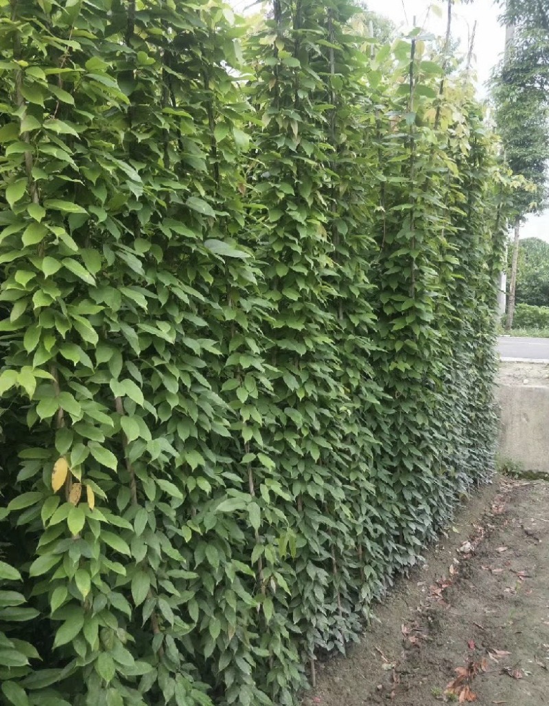 出售油麻藤50公分-3米高带杯带士装车油麻藤基地