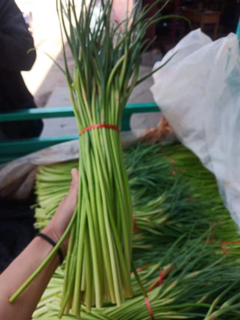 山東費縣蒜薹，精品貨，產地直供，可代貨全國各地市場，
