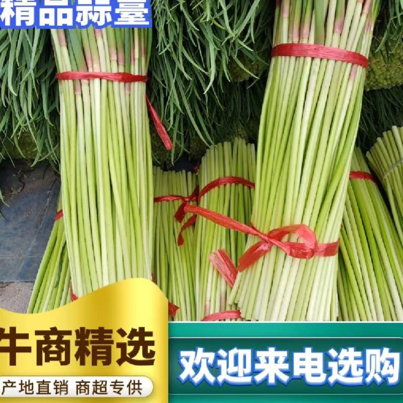 山東費縣蒜薹，精品貨，產地直供，可代貨全國各地市場，