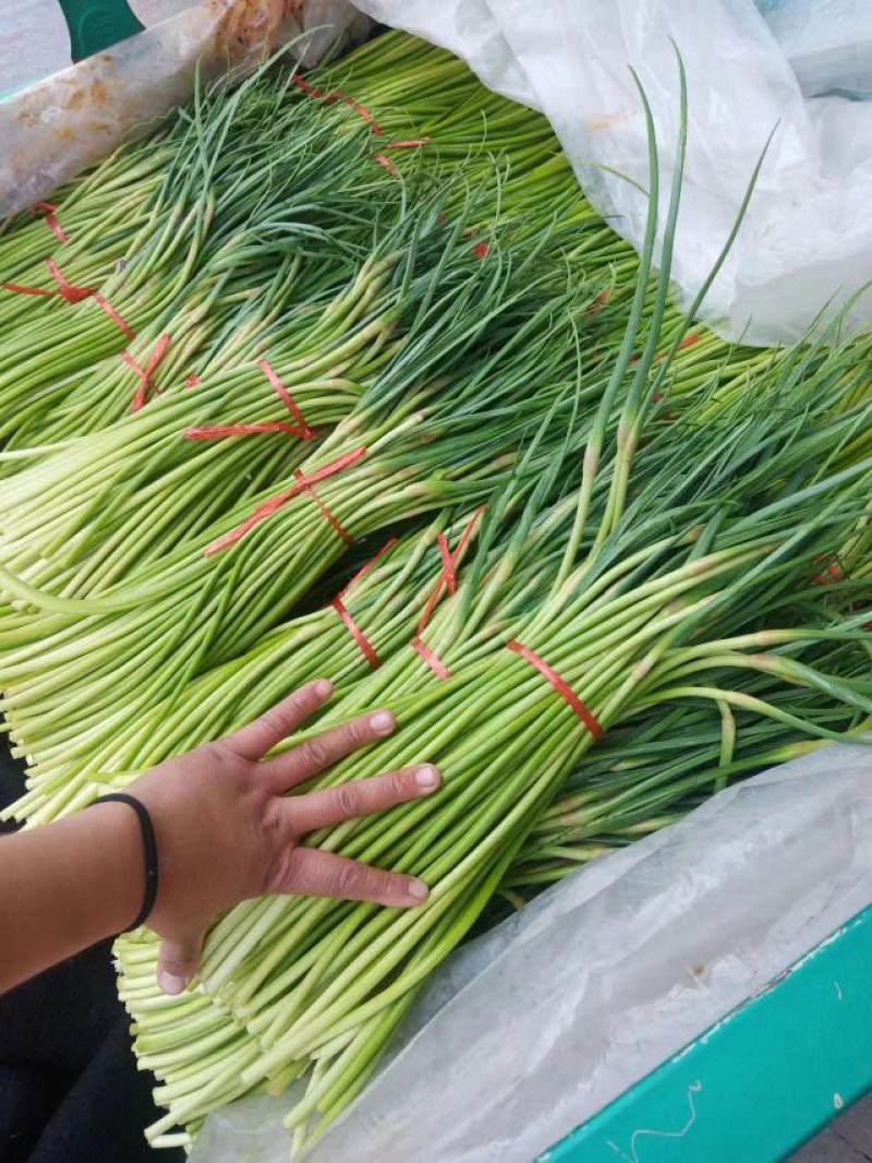 山東費縣蒜薹，精品貨，產地直供，可代貨全國各地市場，