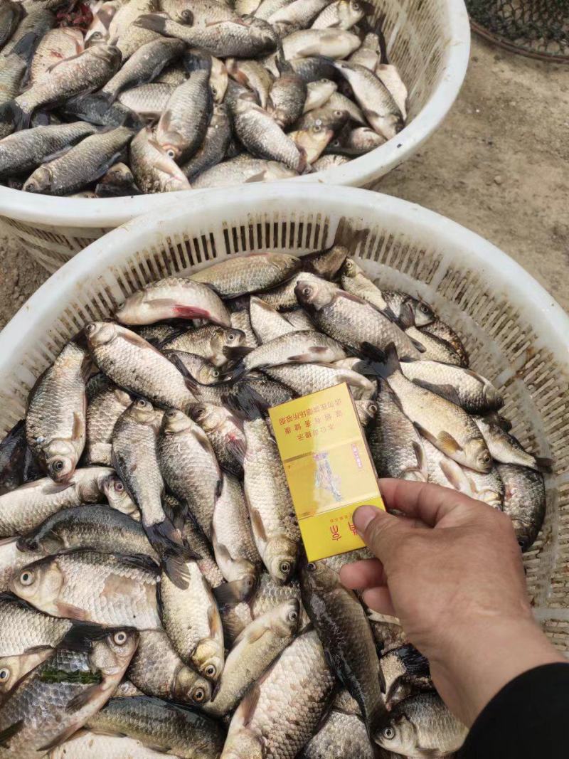 饲料鱼