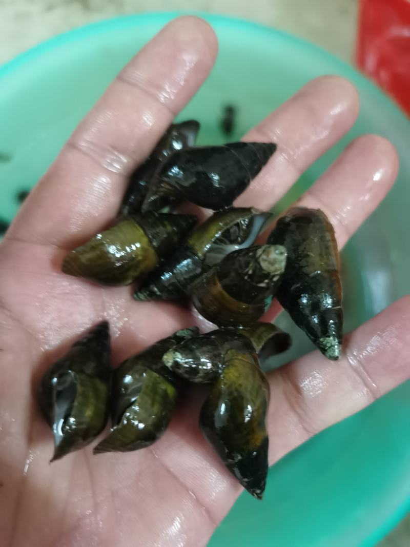 清水螺，山坑螺，溪水螺，田螺