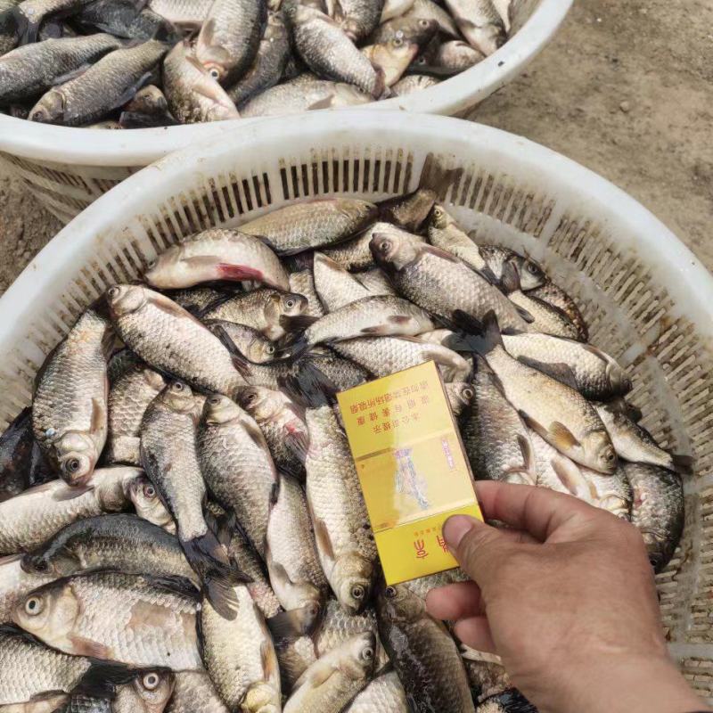 饲料鱼