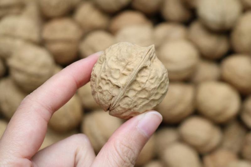广州人103云南薄皮核桃精品核桃薄壳一件代发批发货源