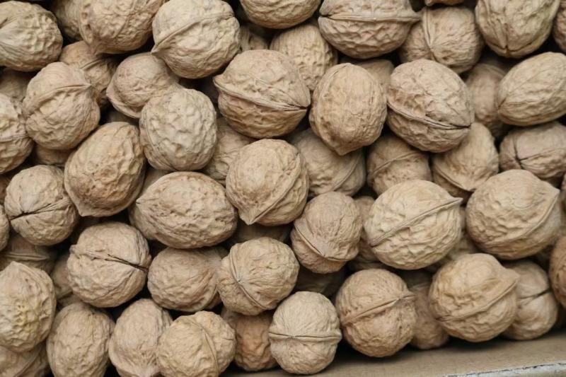 广州人103云南薄皮核桃精品核桃薄壳一件代发批发货源