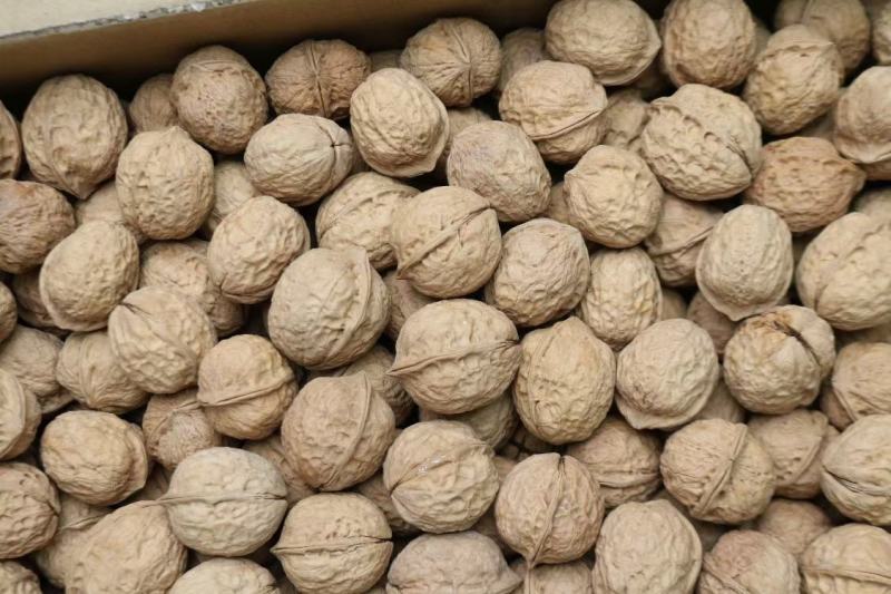 广州人103云南薄皮核桃精品核桃薄壳一件代发批发货源