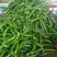 新辣椒杭椒线椒，芜湖尖椒现摘供应批发+电商一件代发