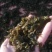 宁夏野生菌地皮菜，免洗地皮菜又称“地软”皮厚筋道。口感好