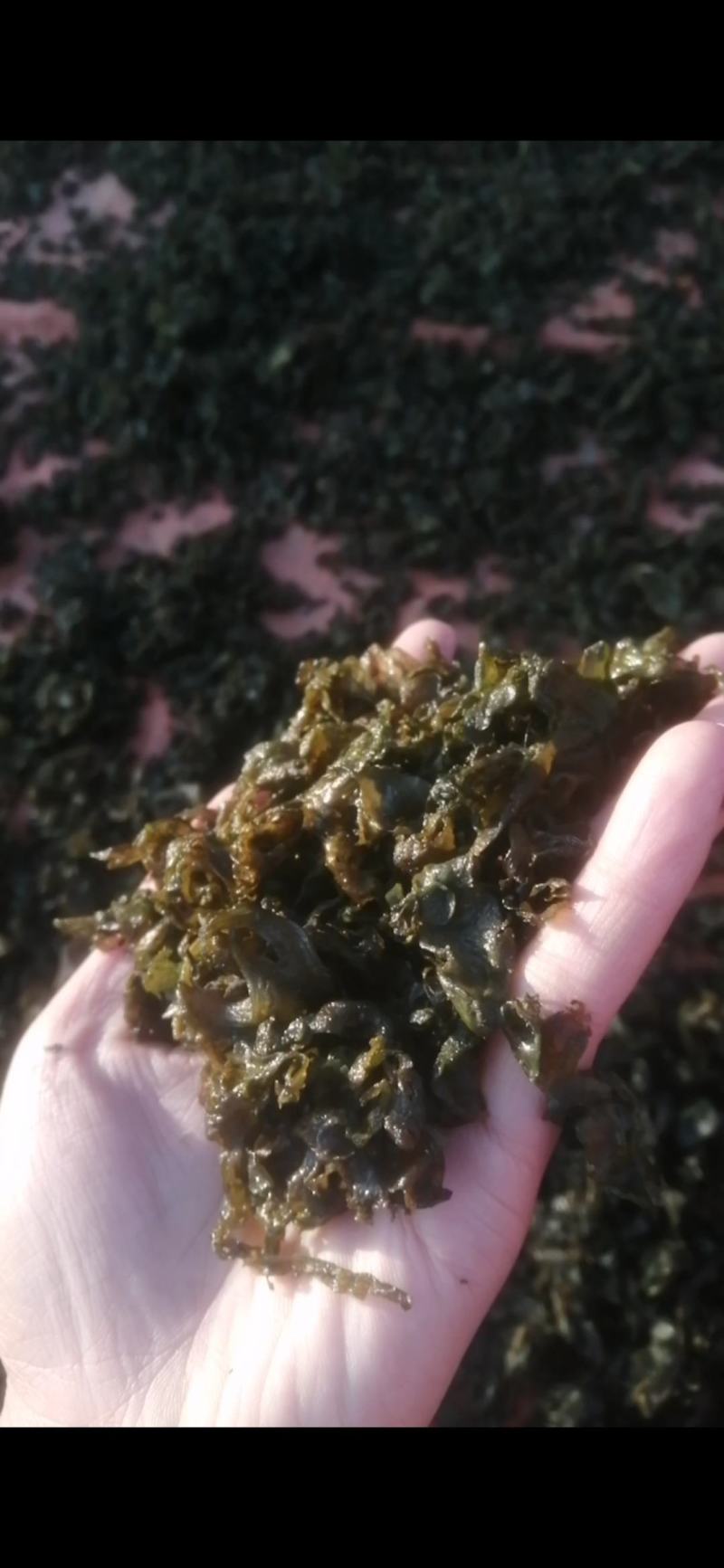 宁夏野生菌地皮菜，免洗地皮菜又称“地软”皮厚筋道。口感好