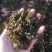 宁夏野生菌地皮菜，免洗地皮菜又称“地软”皮厚筋道。口感好