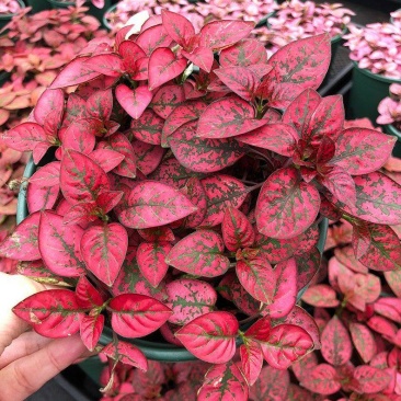 嫣红蔓彩叶网纹草多年生观叶植物盆栽四季室内外阳台桌面绿植