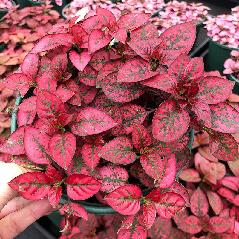 嫣红蔓彩叶网纹草多年生观叶植物盆栽四季室内外阳台桌面绿植
