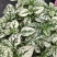 嫣红蔓彩叶网纹草多年生观叶植物盆栽四季室内外阳台桌面绿植