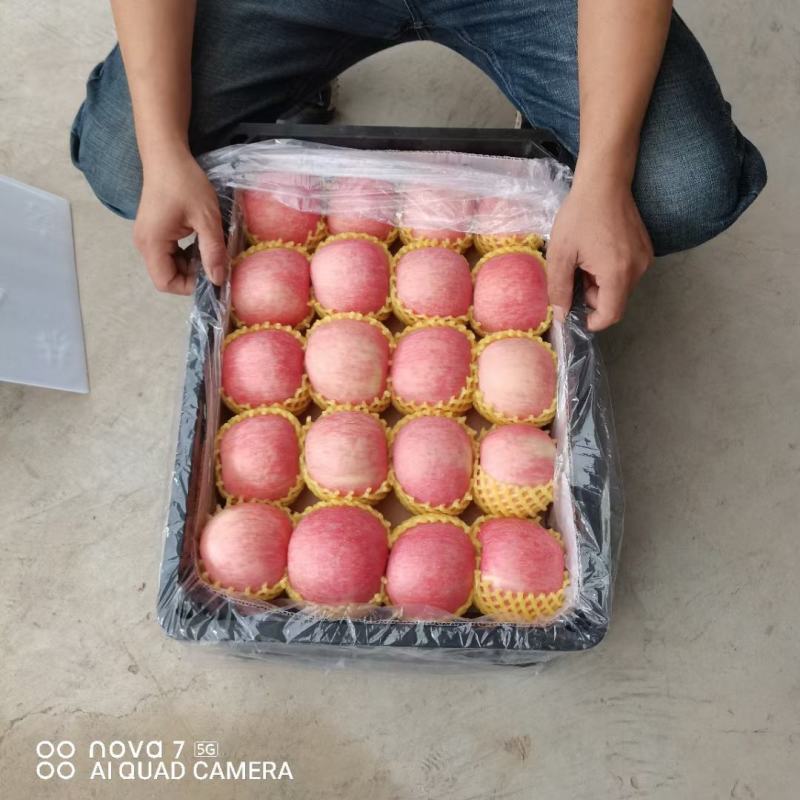 陕西纸袋红富士苹果通货，高次，产地直供欢迎客商采购