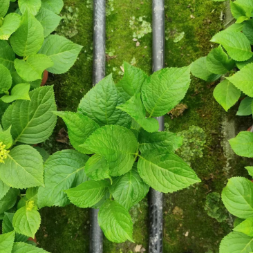 14双色杯绣球，无尽夏双色杯，成都郫县基地，八仙花