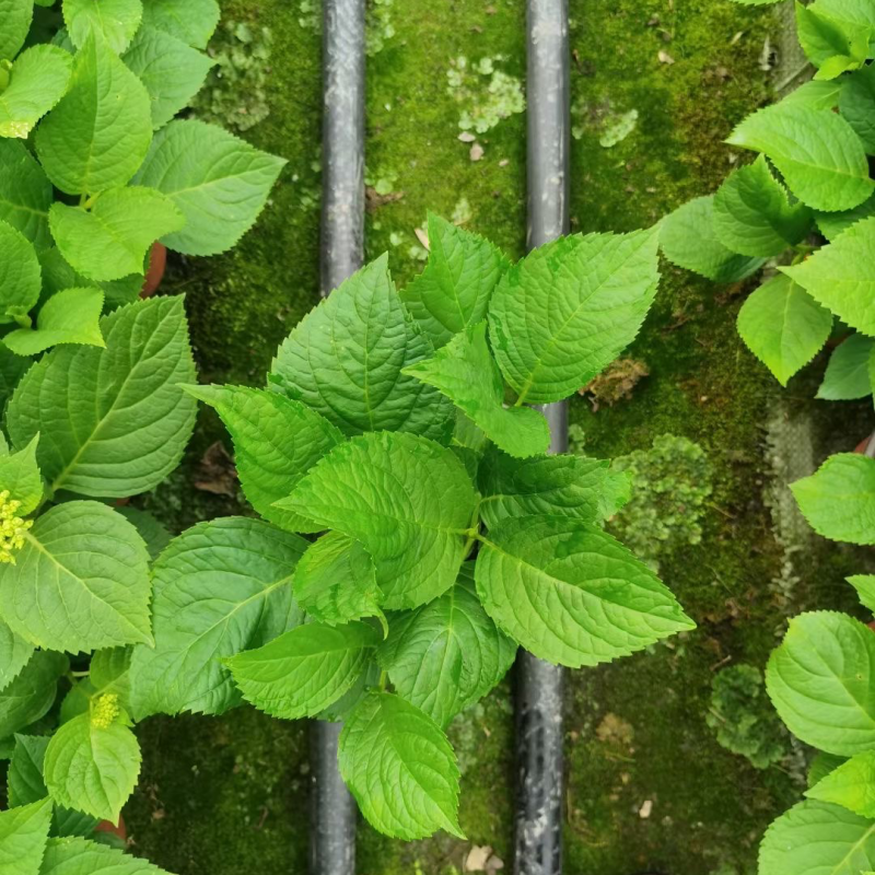 14双色杯绣球，无尽夏双色杯，成都郫县基地，八仙花