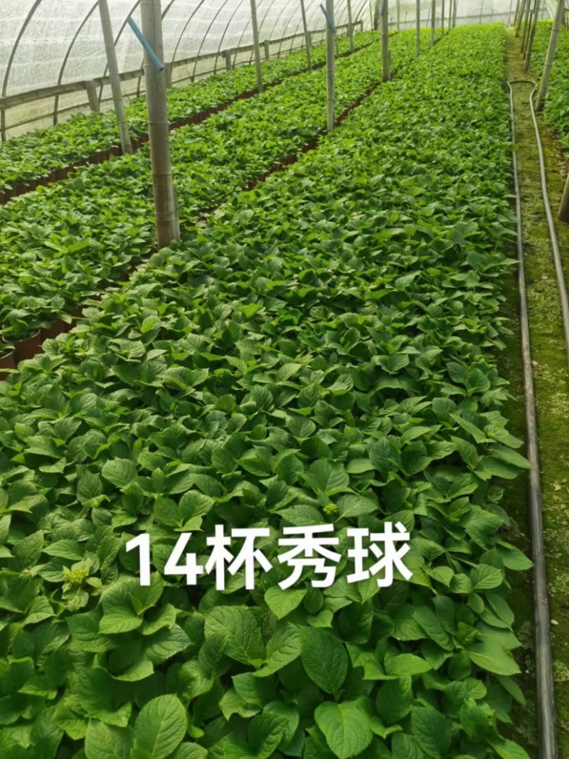14双色杯绣球，无尽夏双色杯，成都郫县基地，八仙花