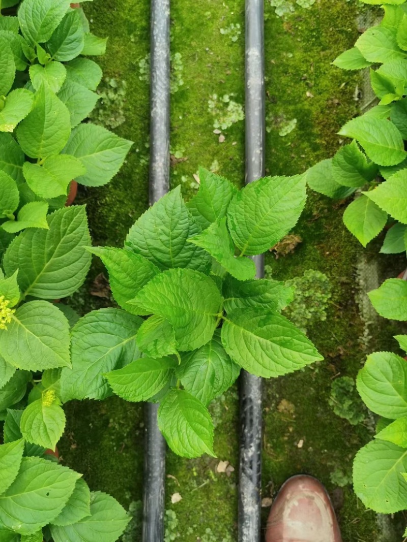 14双色杯绣球，无尽夏双色杯，成都郫县基地，八仙花