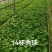 14双色杯绣球，无尽夏双色杯，成都郫县基地，八仙花