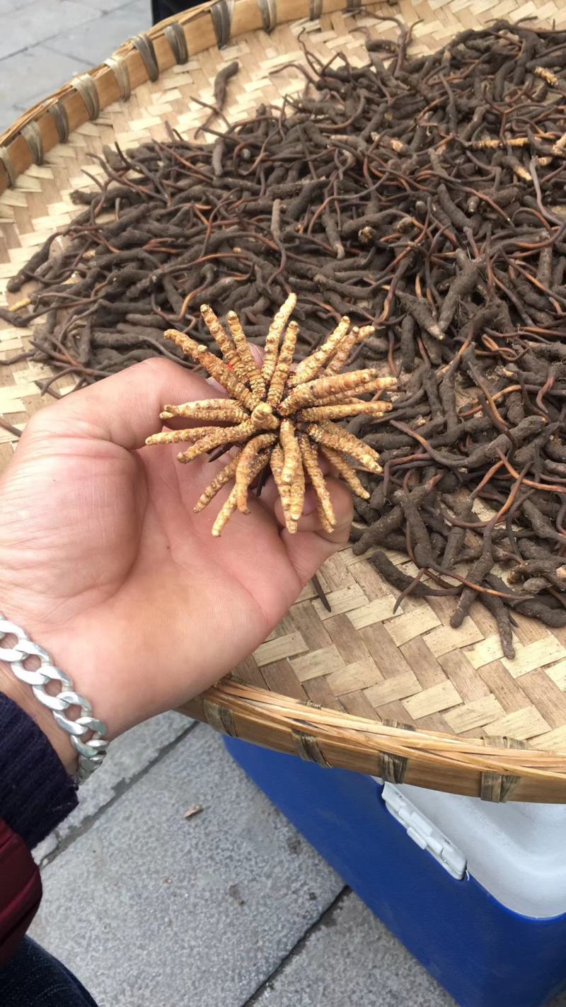 身体棒棒的，一年一季的新鲜冬虫夏草上市了