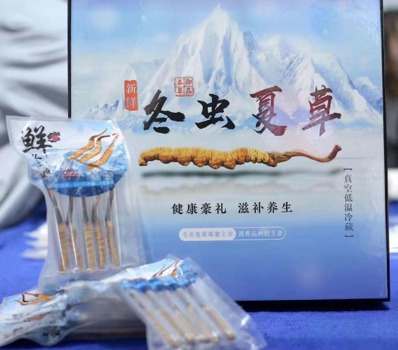 身体棒棒的，一年一季的新鲜冬虫夏草上市了